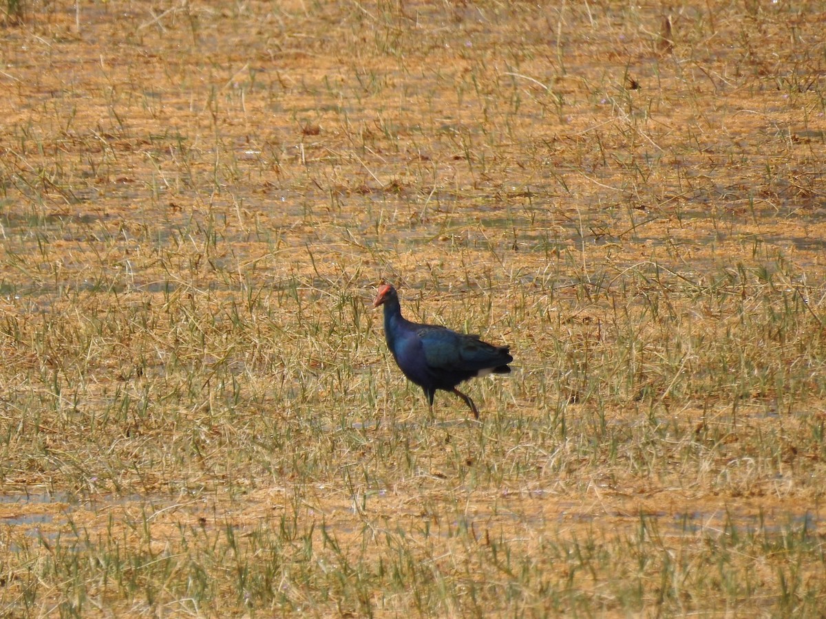 Uroilo urdin burugrisa - ML646410599