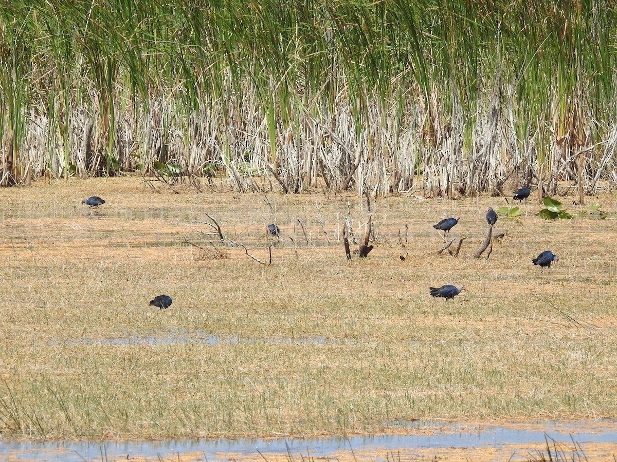 Uroilo urdin burugrisa - ML646410600