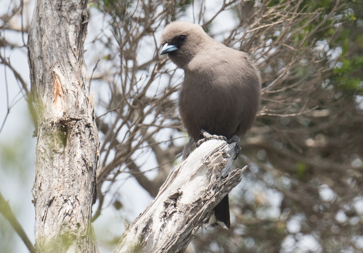Dusky Woodswallow - ML646410602