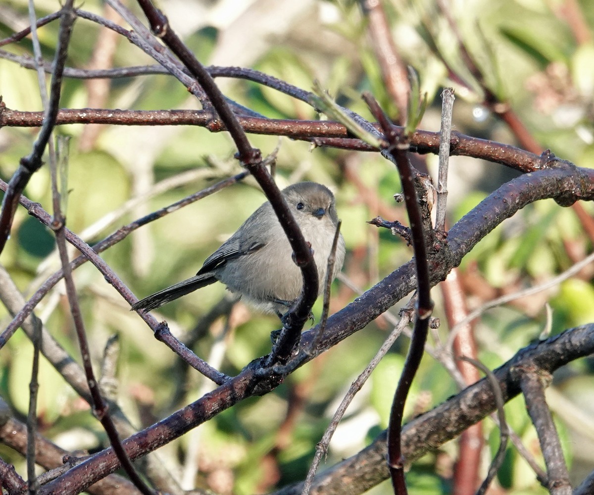 Bushtit - ML646410603