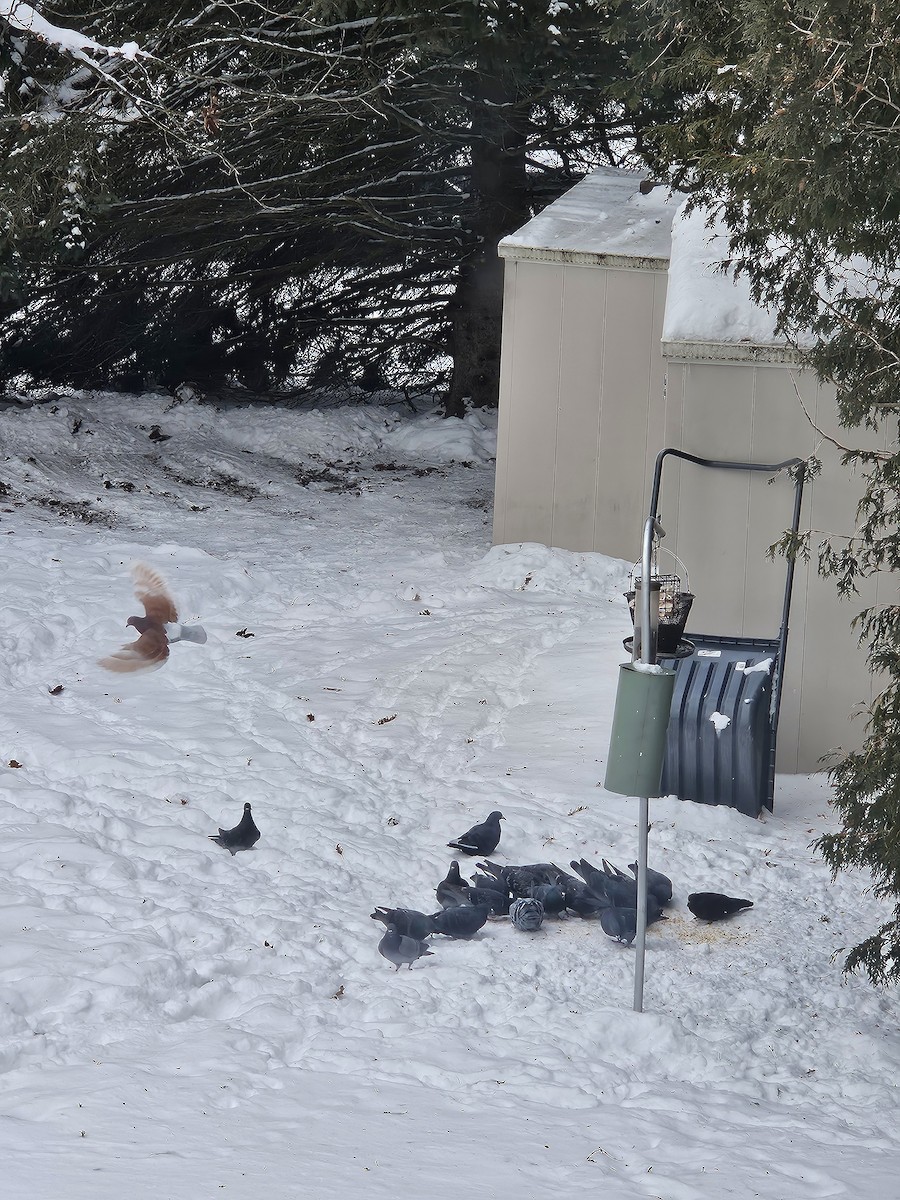 Rock Pigeon (Feral Pigeon) - ML646410609