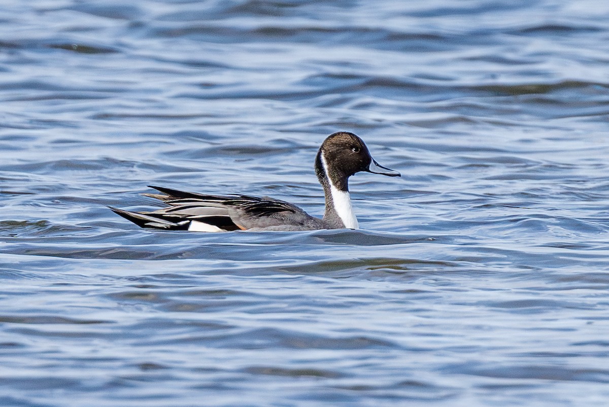 Northern Pintail - ML646410610