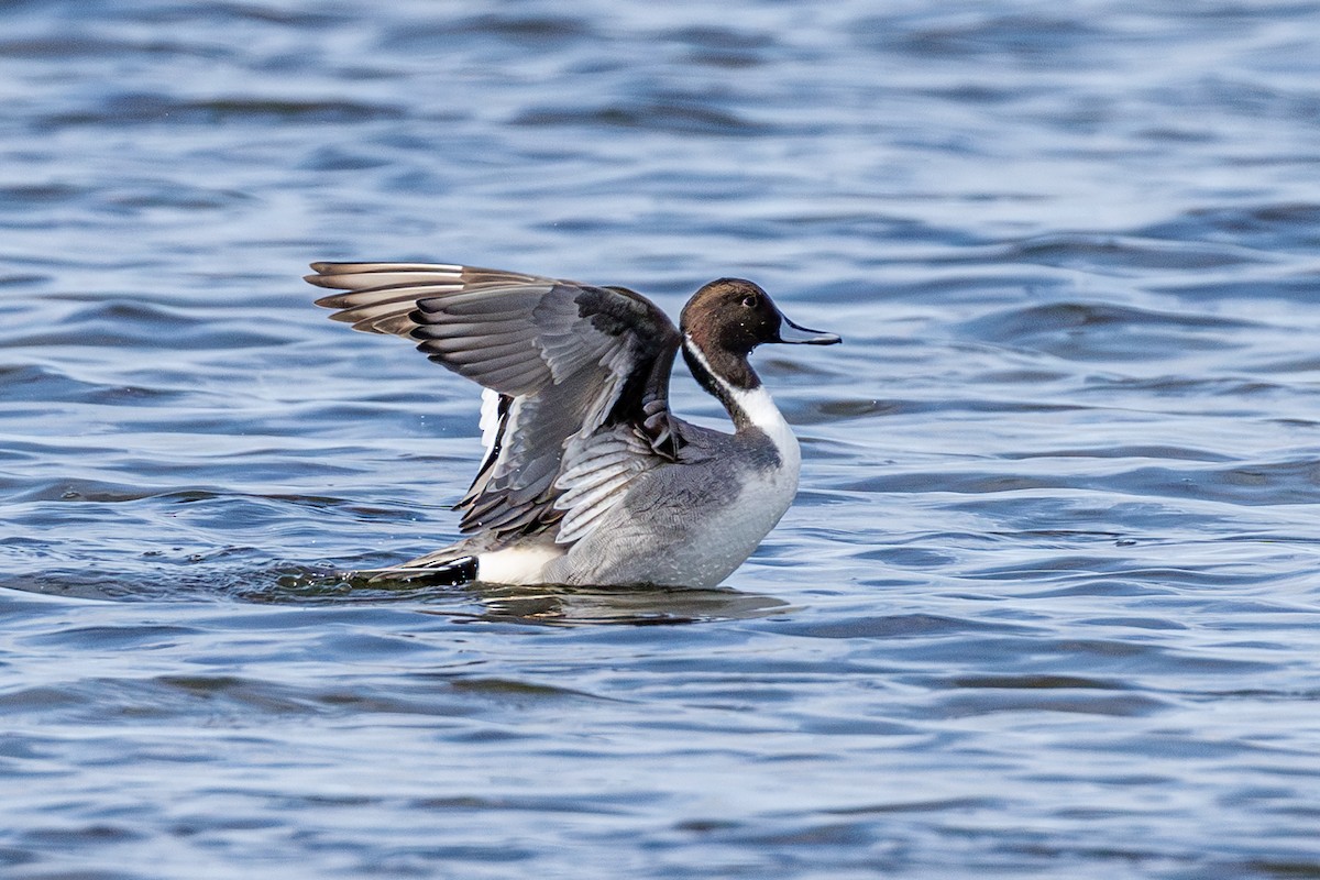 Northern Pintail - ML646410611