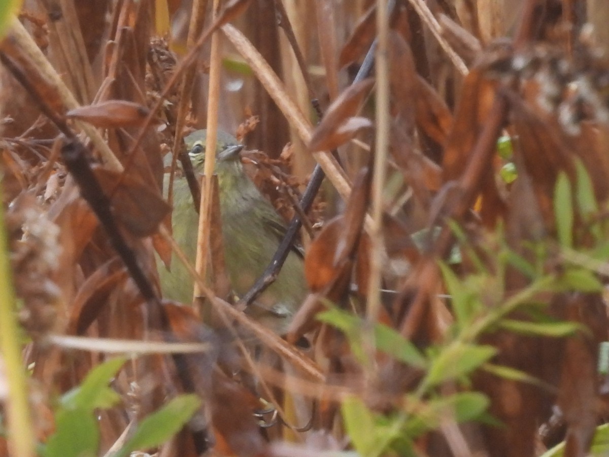 lesňáček hvězdičkový - ML646410612