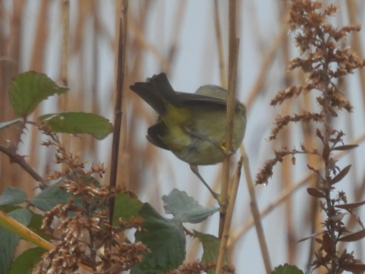 lesňáček hvězdičkový - ML646410613