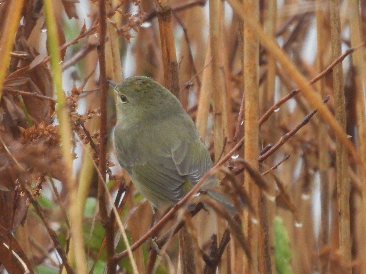 lesňáček hvězdičkový - ML646410614