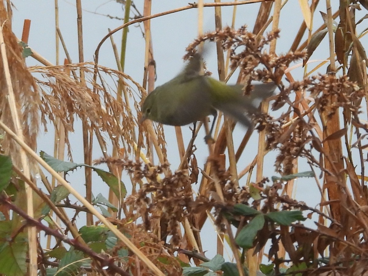 lesňáček hvězdičkový - ML646410615