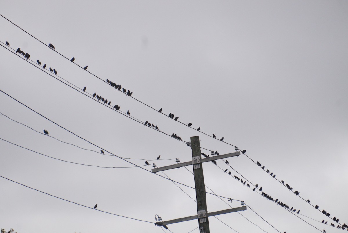 European Starling - ML646410616