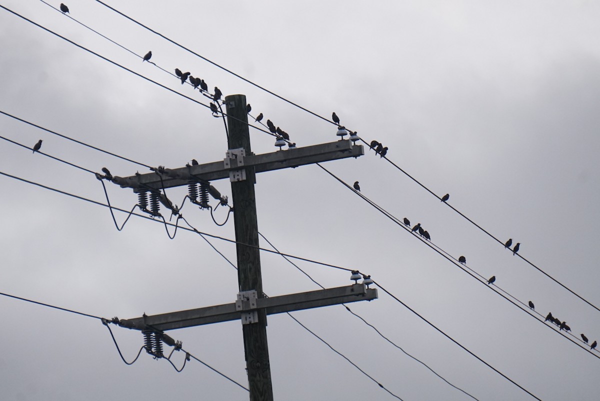 European Starling - ML646410617