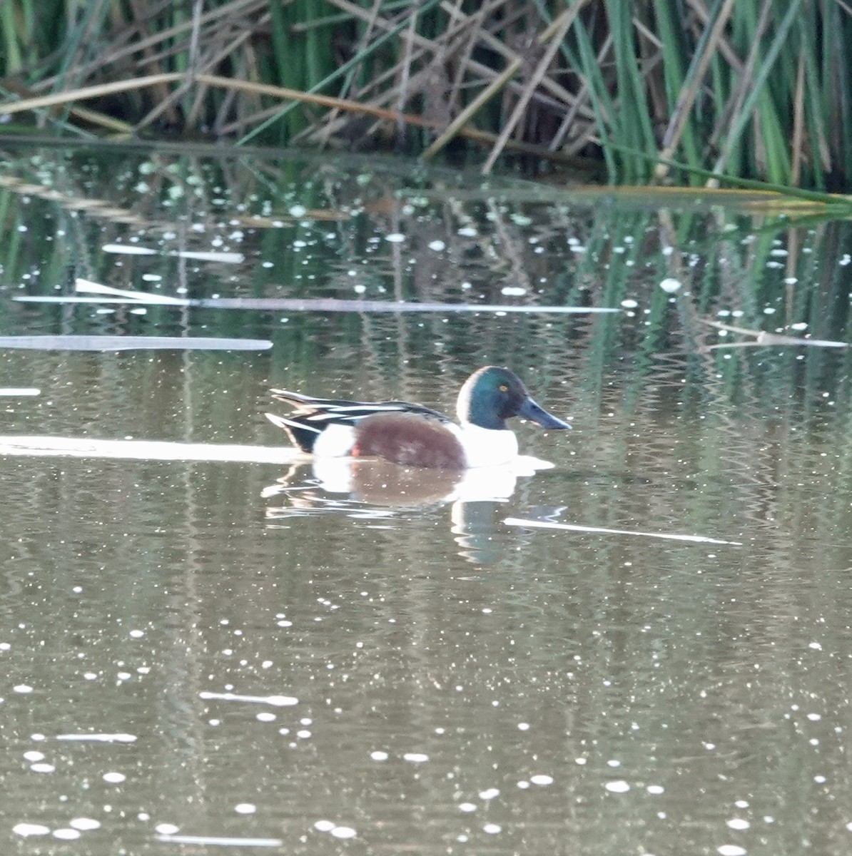 Northern Shoveler - ML646410618
