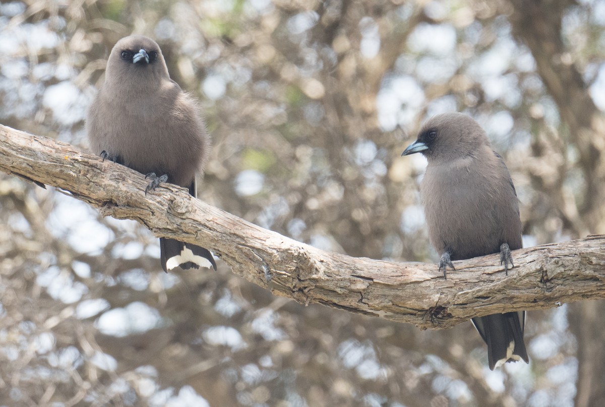 Dusky Woodswallow - ML646410622