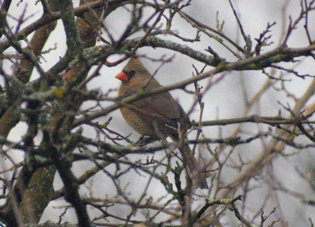 Northern Cardinal - ML646410626