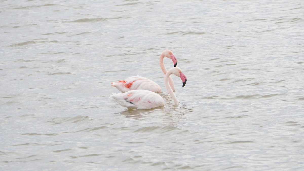 Фламінго рожевокрилий - ML646410632