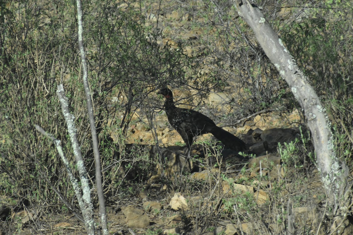 guan bolívijský - ML646410634