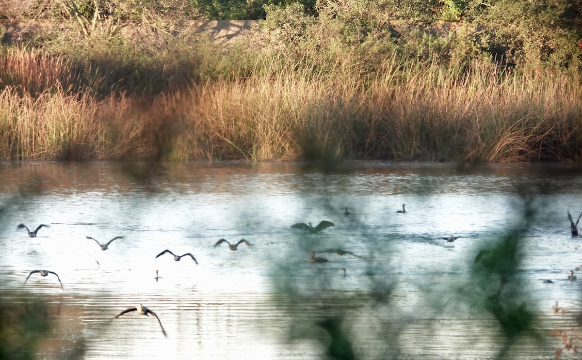 Cormoran à aigrettes - ML646410635