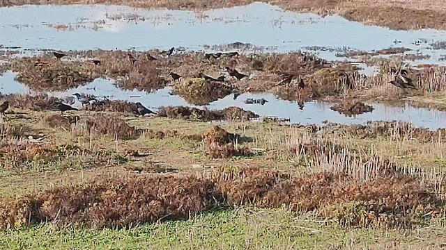 Ворона американська - ML646410637