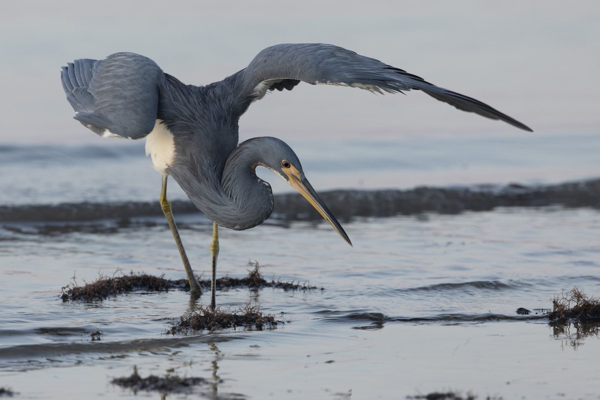 Tricolored Heron - ML646410638