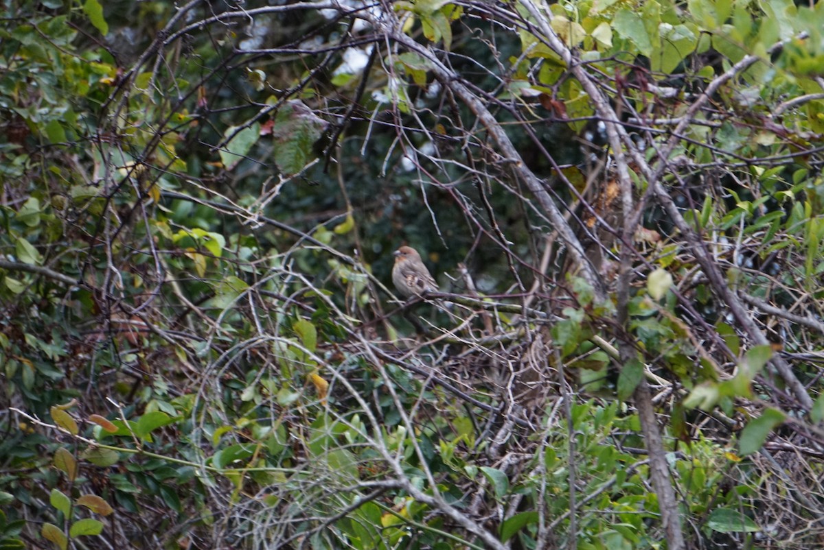 House Finch - ML646410639