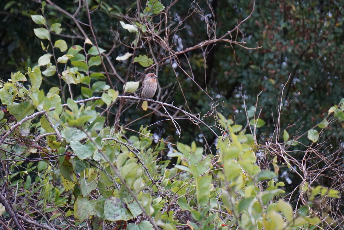 House Finch - ML646410640