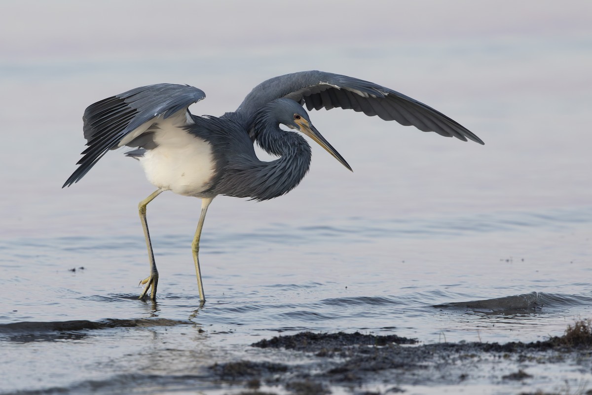 Tricolored Heron - ML646410641