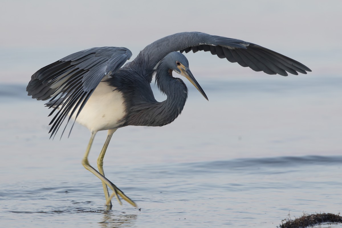 Tricolored Heron - ML646410642