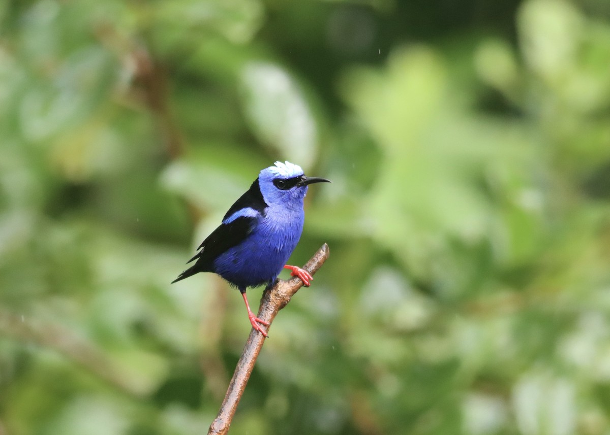 Red-legged Honeycreeper - ML646410643
