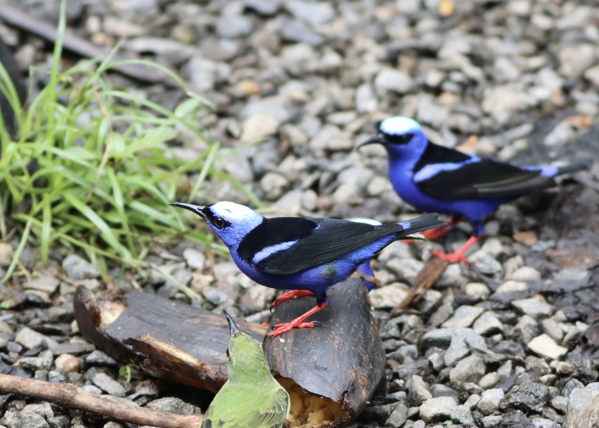 Red-legged Honeycreeper - ML646410644