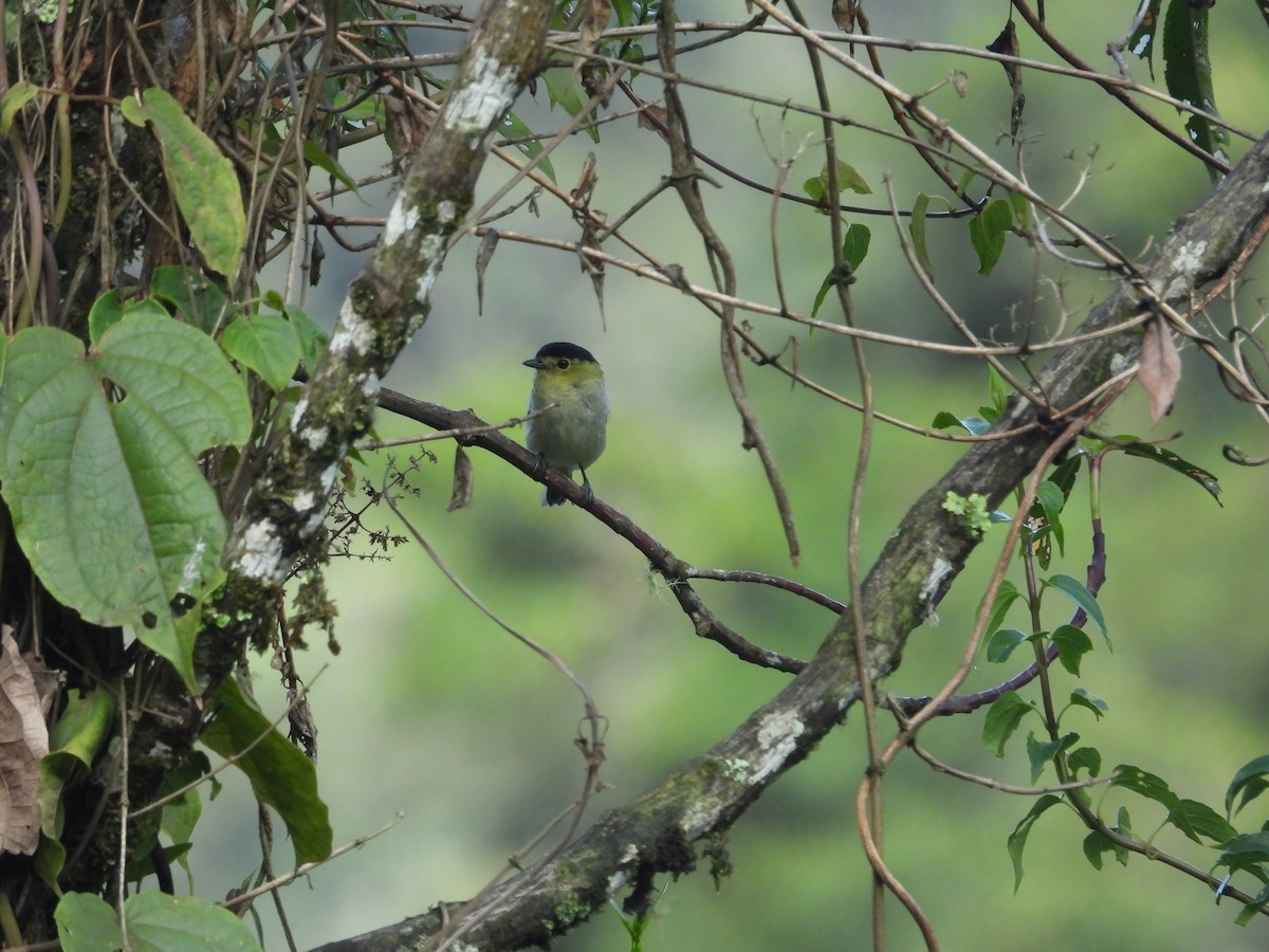 Barred Becard - ML646410645