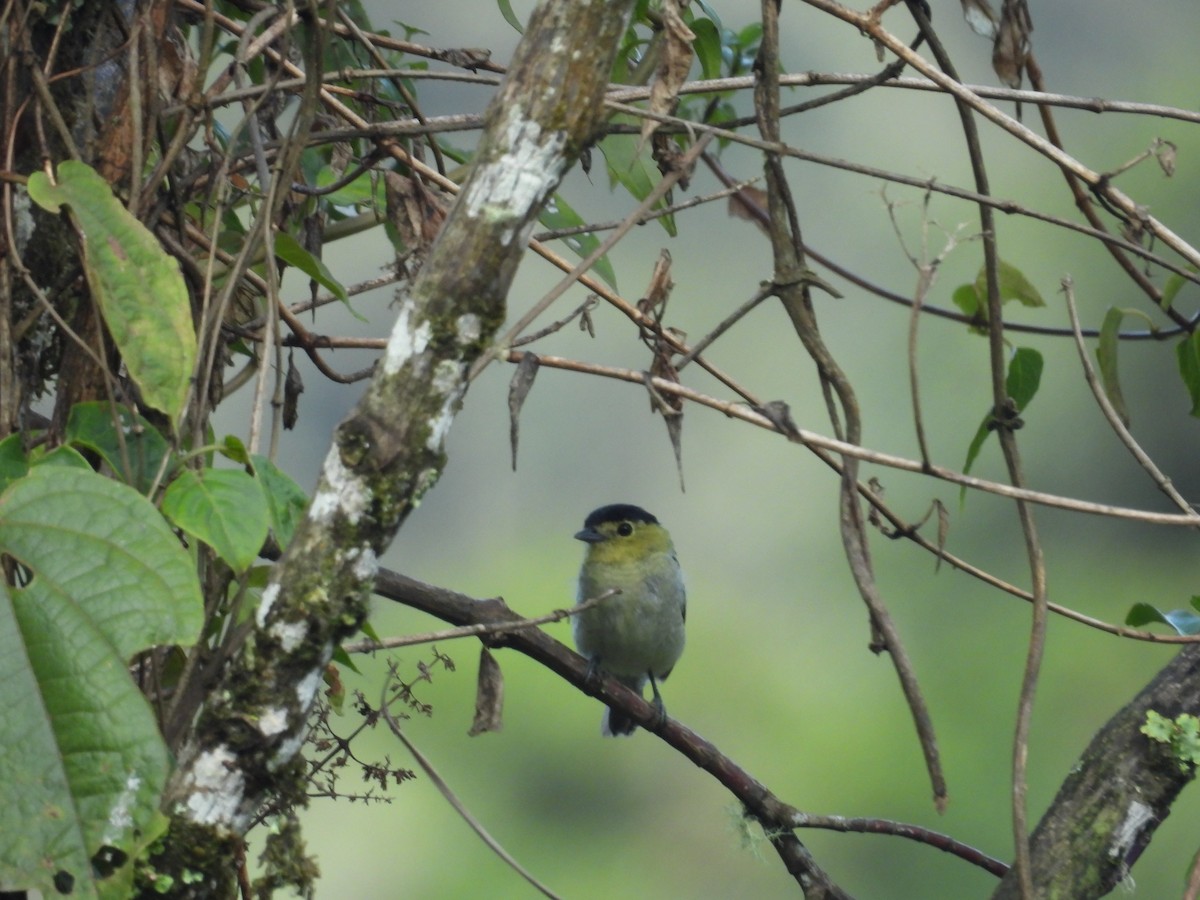 Barred Becard - ML646410646