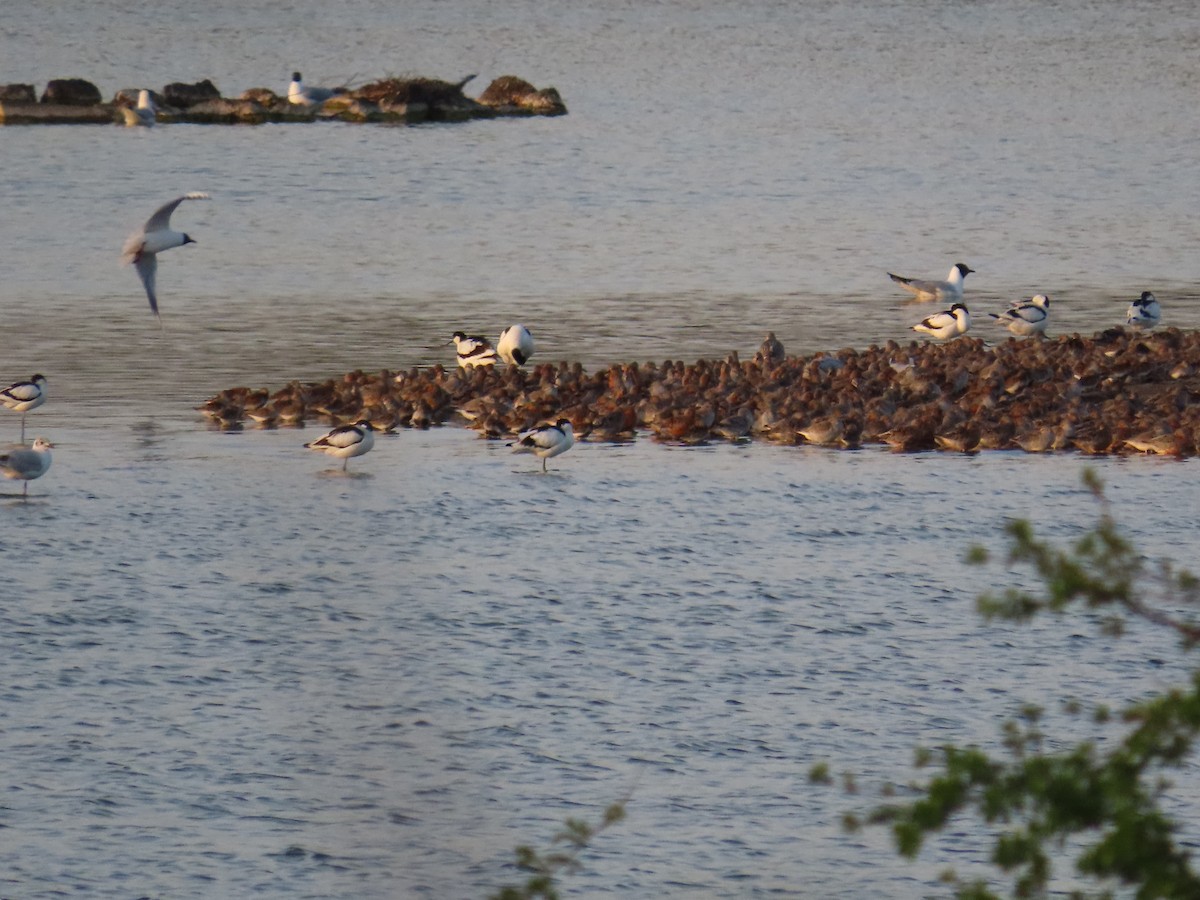 Побережник ісландський - ML646410647