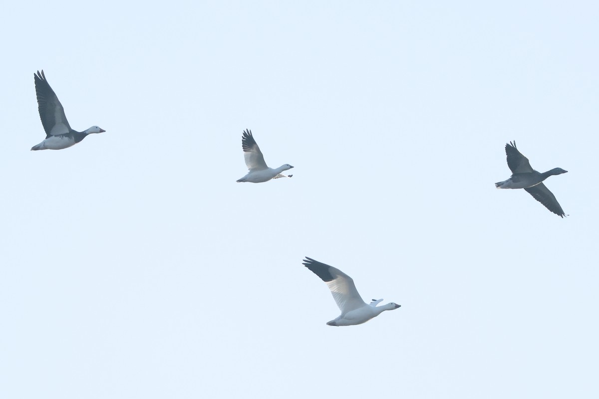 Ross's Goose - ML646410652