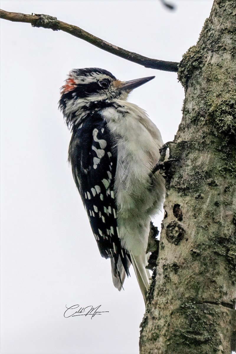 Hairy Woodpecker - ML646410653