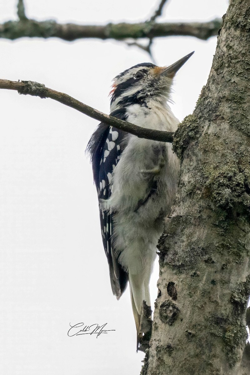 Hairy Woodpecker - ML646410654