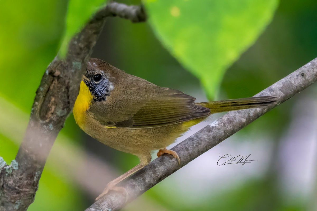 lesňáček žlutohrdlý - ML646410656