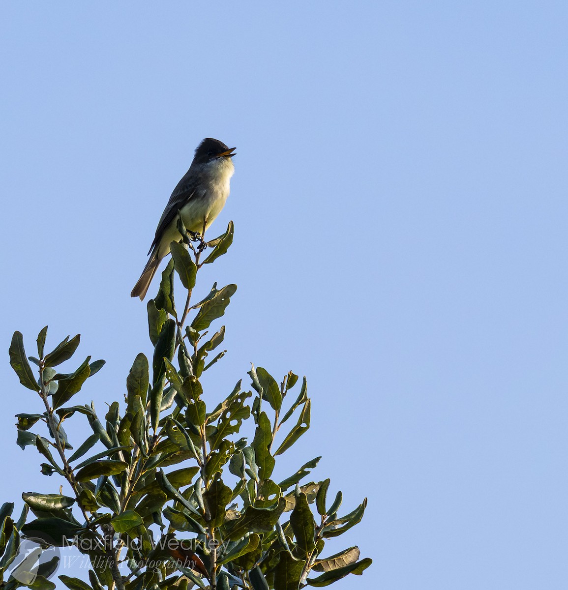 Eastern Phoebe - ML646410657