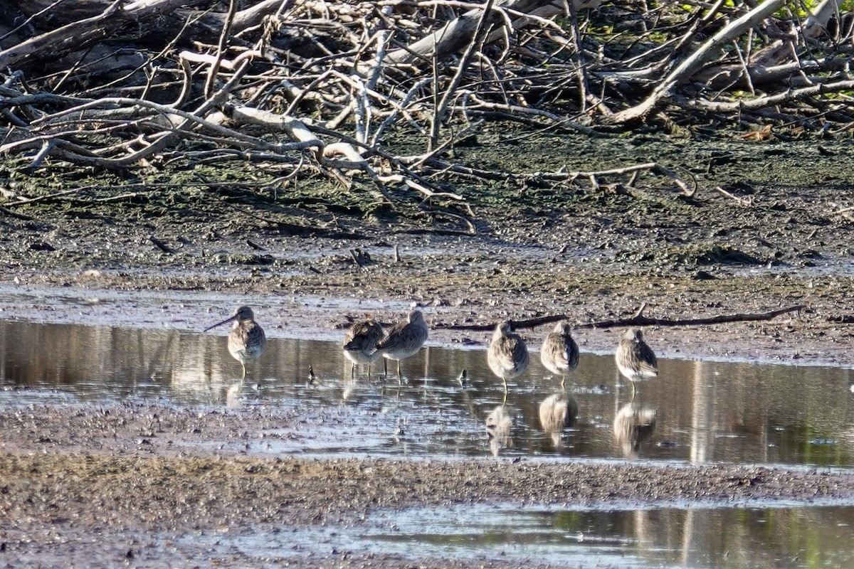 Long-billed Dowitcher - ML646410660