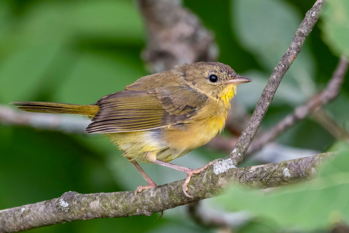 lesňáček žlutohrdlý - ML646410663