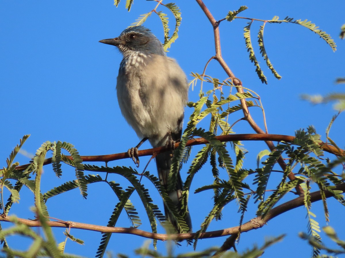 Сойка сонорська - ML646410664