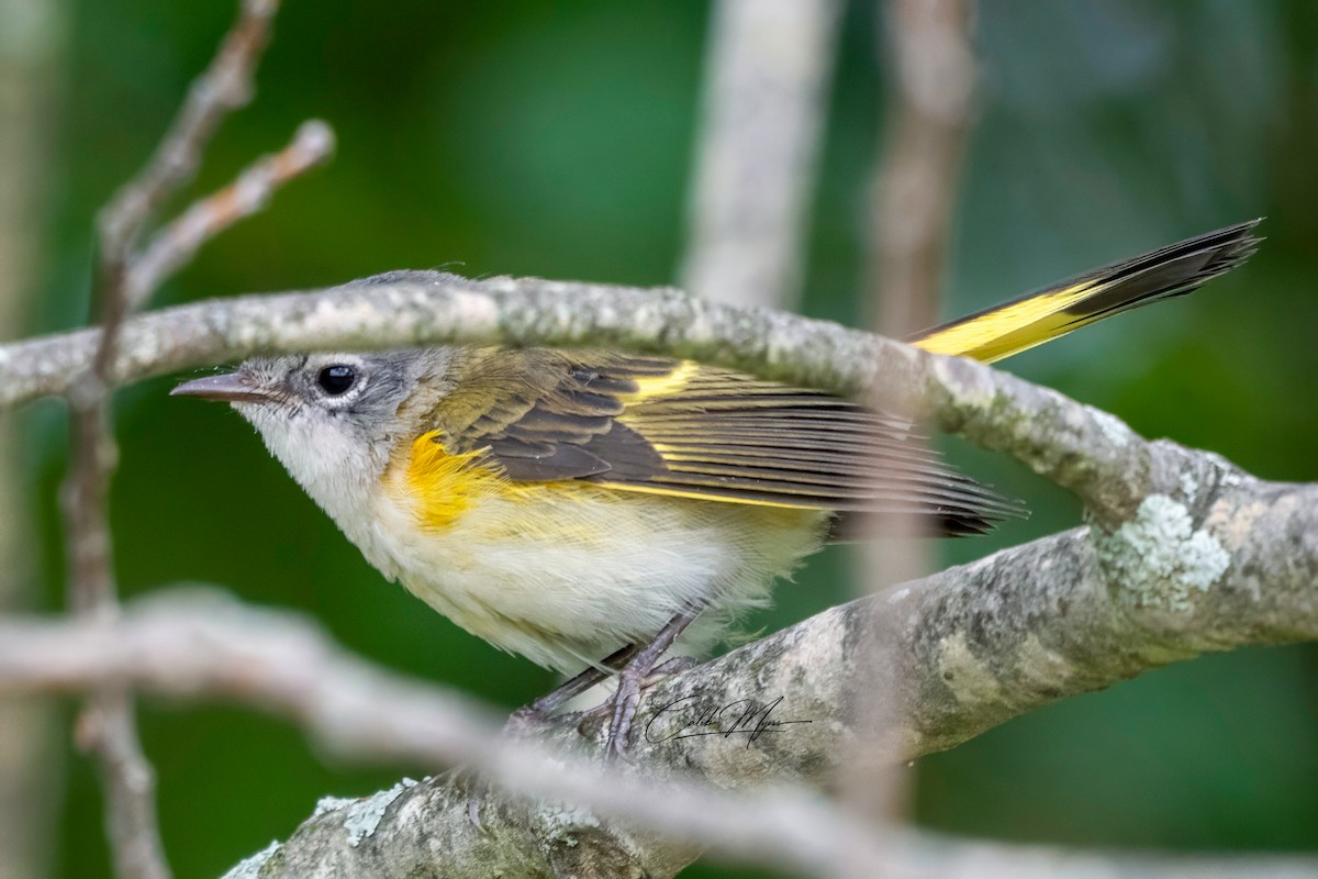 American Redstart - ML646410665