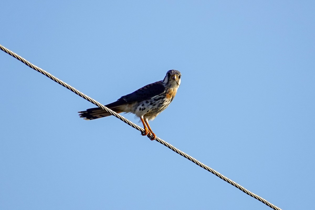 American Kestrel - ML646410666