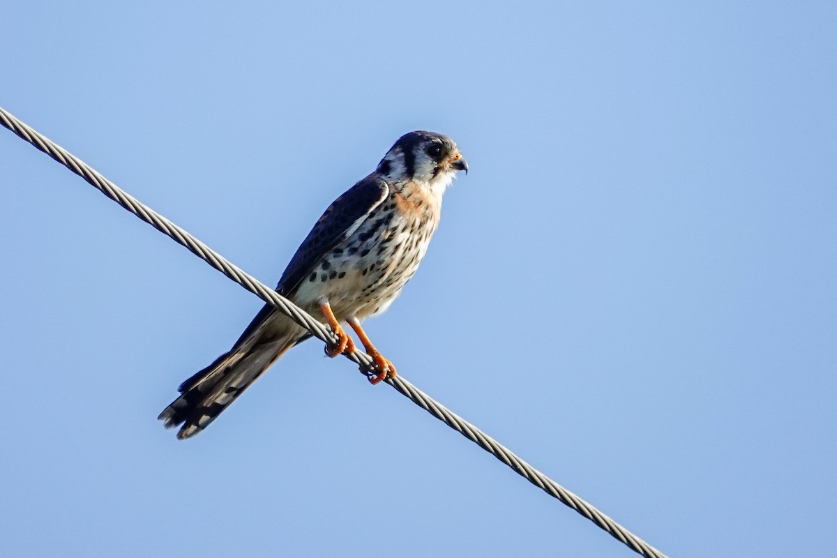 American Kestrel - ML646410668