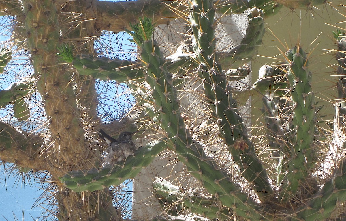 Oasis Hummingbird - ML646410669