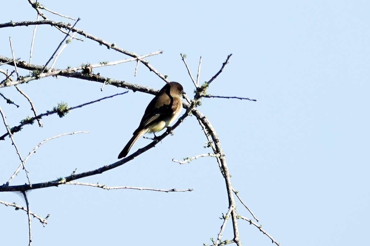 Eastern Phoebe - ML646410670