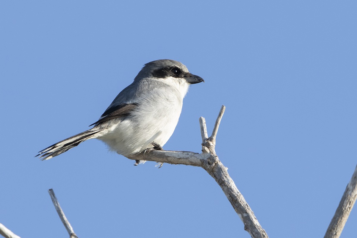 Loggerhead Shrike - ML646410673