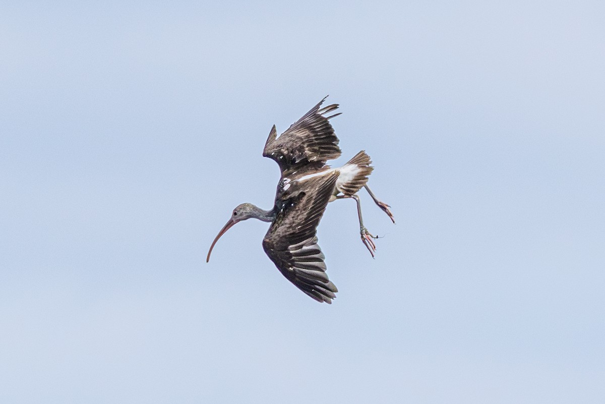 Белый ибис - ML646410675