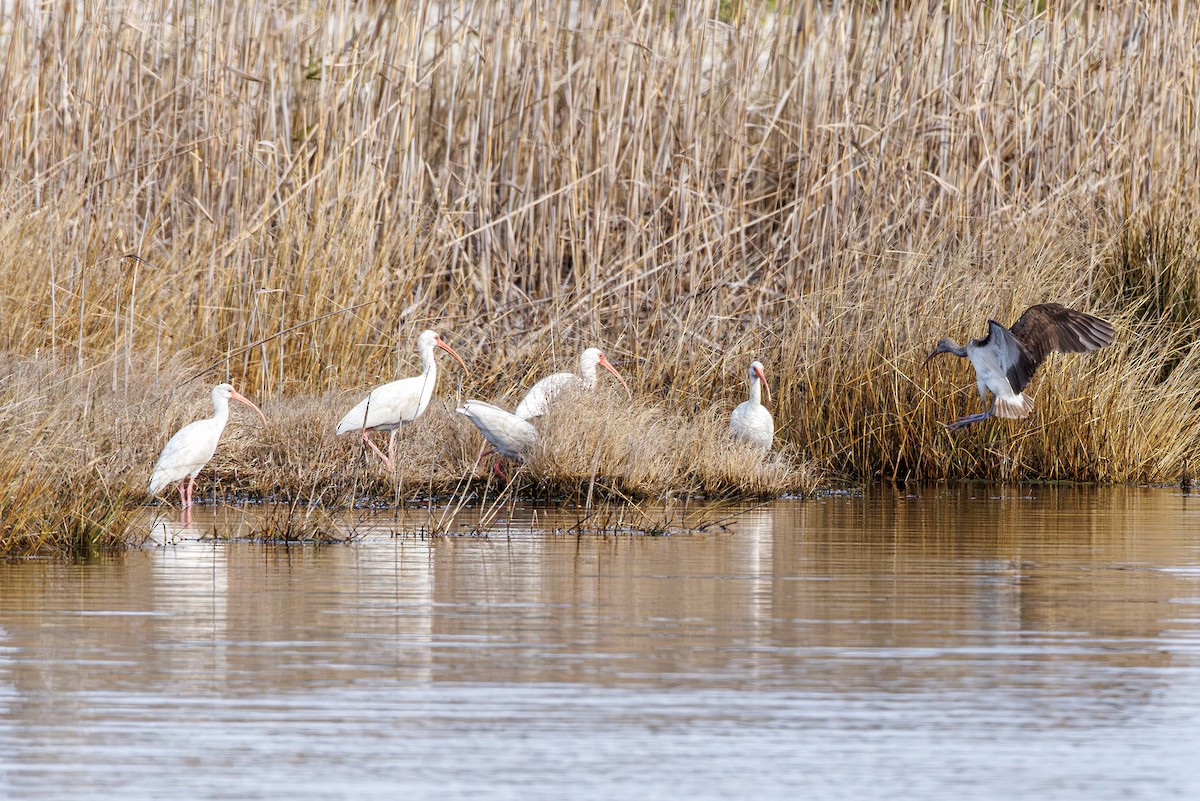 Белый ибис - ML646410676