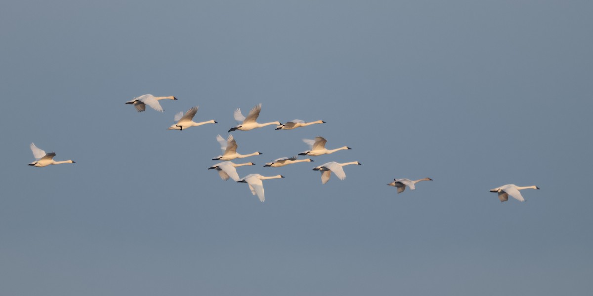 Гунгар хун - ML646410677