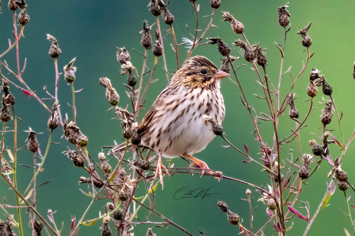 Savannah Sparrow - ML646410678
