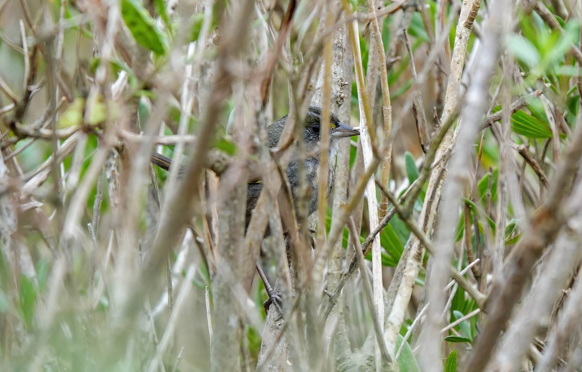 Sahil Serçesi - ML646410679