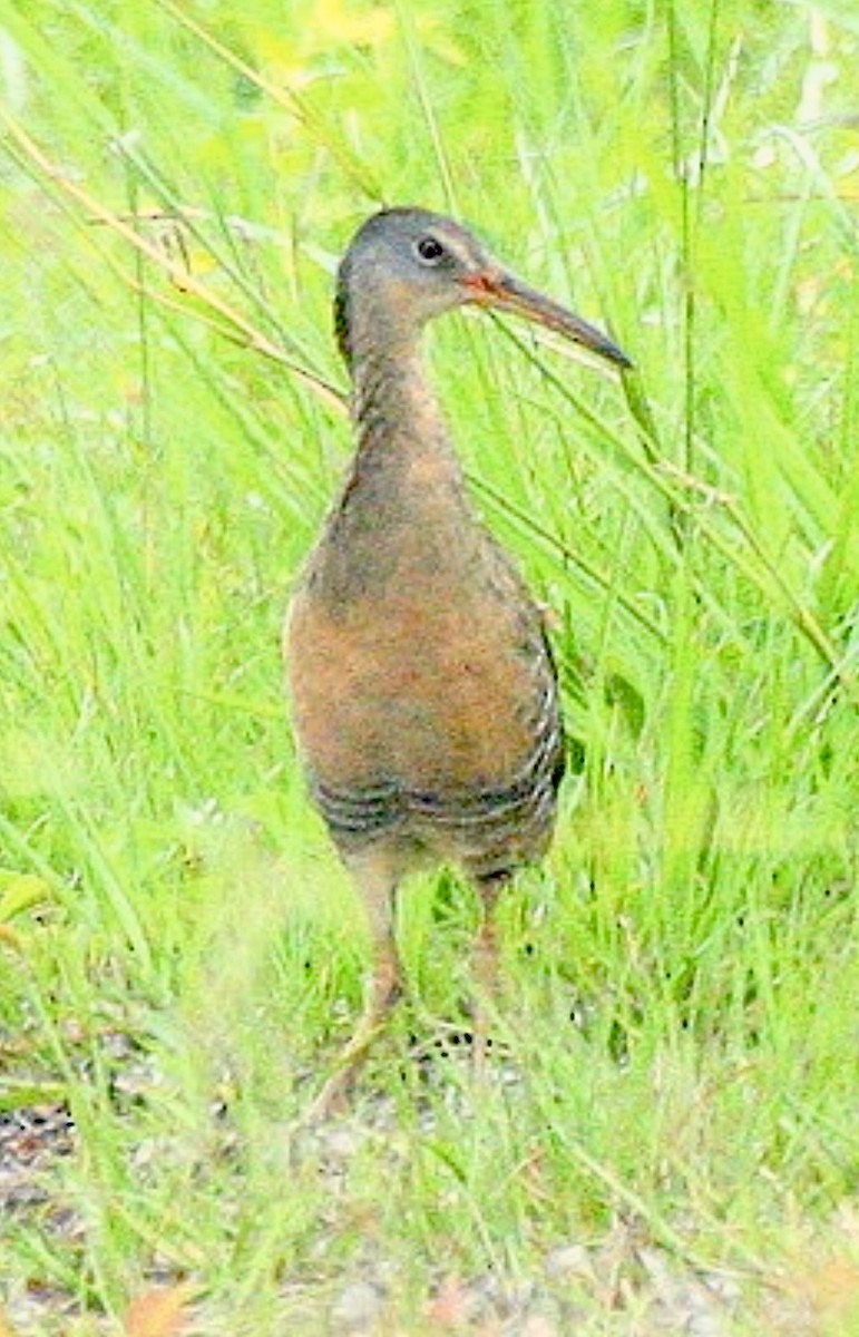 chřástal královský - ML646410680